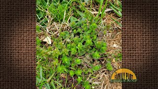 Q&A What Is This Weed? It Is Taking Over My Lawn. A Corn Speedwell