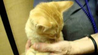 Buddy Too Red Mackerel Tabby 09-11-2010.MPG