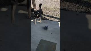 Leven (8 Month Old Puppy Playing with Car)