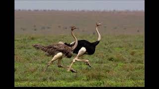 Somali ostrich | goroyo, haldhaa, goroyo cowl.
