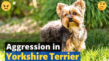 Do Yorkies bite their owners?