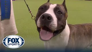 Trouble the American Staffordshire wins the WKC Terrier Group | Westminster Kennel Club