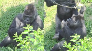 Who attacks Shabani during a break❗❓