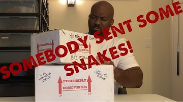 Ball Python Unboxing- High Desert Pythons