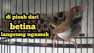 prenjak lumut jantan gacor ngamuk