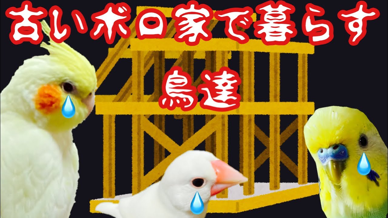 セキセイインコ オカメインコ 文鳥と暮らす鳥さんが居る部屋のルームツアー アニマルビデオ まとめ