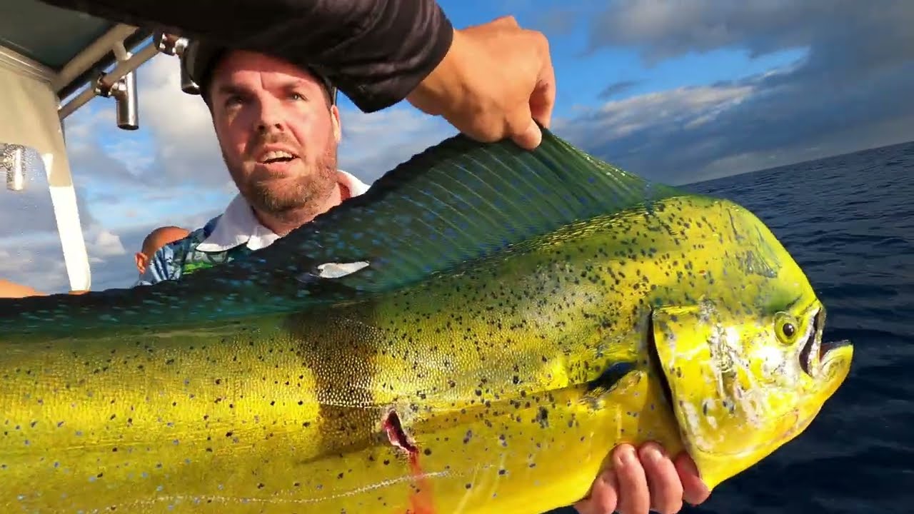 Marlin Fishing - The Bait Shop Gold Coast