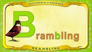 Multipedia Of Animals. Letter B - Brambling