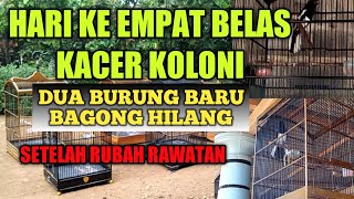KACER KOLONI -PERUBAHAN SETELAH RUBAH RAWATAN