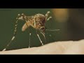 Maine CDC warns about higher risk for mosquito-borne illnesses Mp3 Song