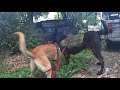 Belgian Malinois vs Dutch Shepherd