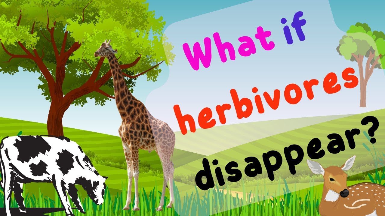 Where are Herbivores?! What would happen is Herbivores disappeared