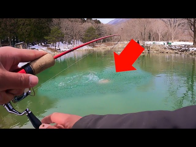 エリアトラウト　管理釣り場　ディスプラウト エリアトラウト 管理釣り ロデオクラフト ディスプラウト