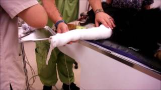 Task 49; Apply Mod Robert Jones Bandage
