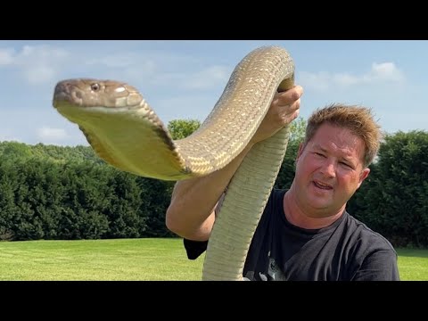 Back with my big King Cobra!