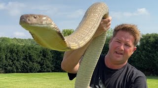 Back with my big King Cobra!