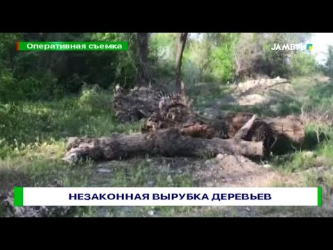 Незаконная вырубка деревьев
