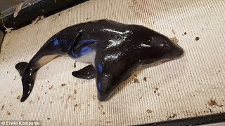 World's first conjoined twin harbour porpoises !!!