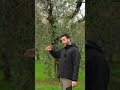 potatura dell'olivo  come gestire i tagli