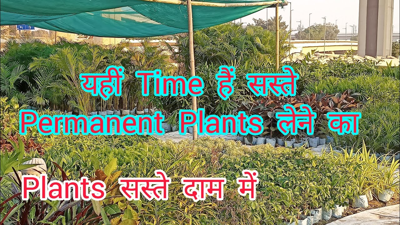 Nursery Visit Permanent Plants at Cheap Price Cheapest Nursery