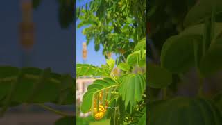 Najaf ke nazaray🤍 #karbala #love #ziyaratnaseeb #imamhussain #travel #iraq #peace #allah #najaf