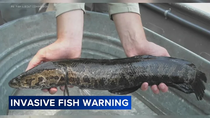 Invasive snakehead fish found in the Schuylkill River: 'They're not supposed to be here'