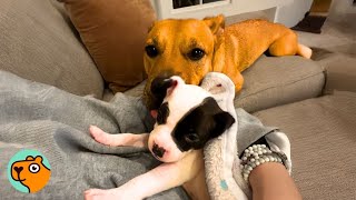 Woman Takes A Foster Dog But Cant Say Goodbye. Reason Will Melt Your Heart Cuddle Buddies