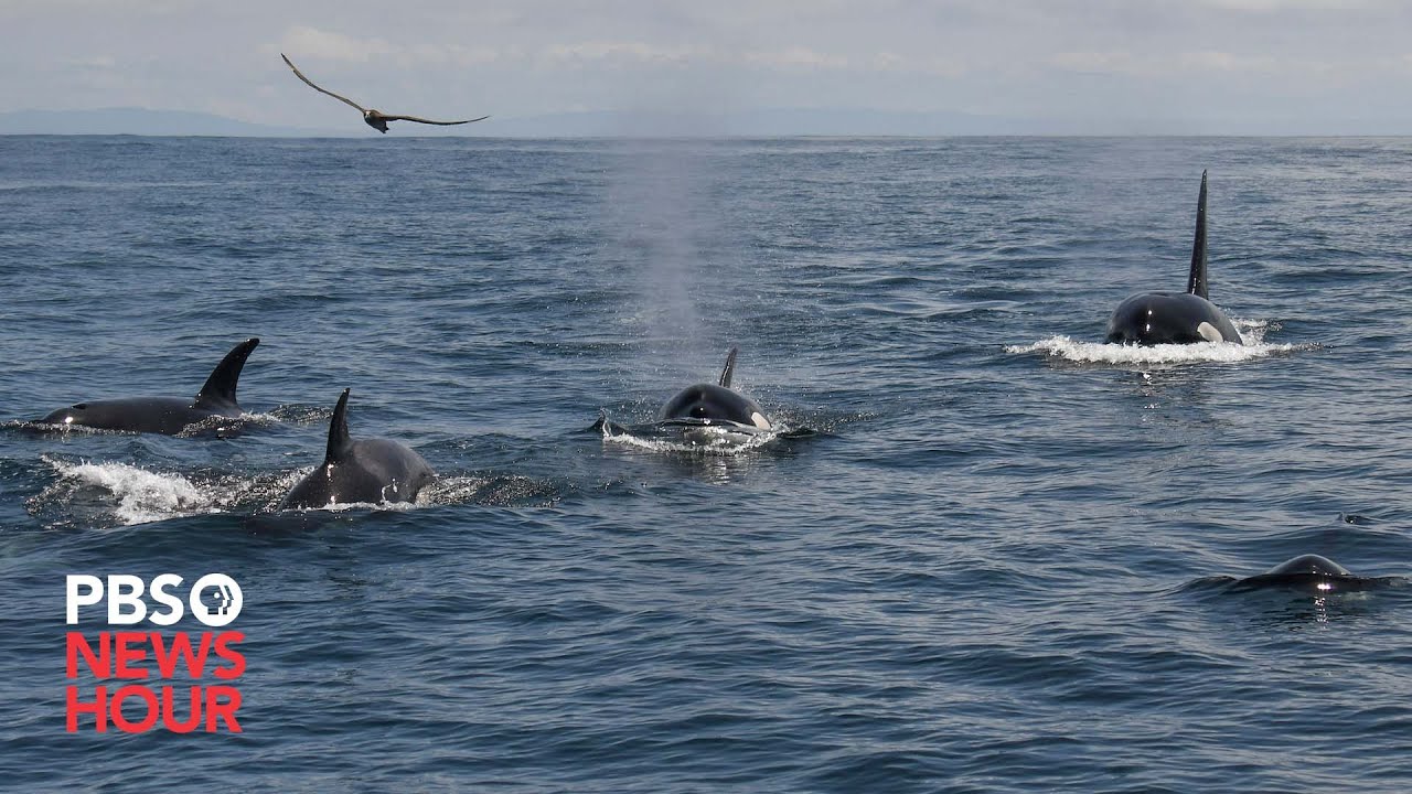group-of-orcas-attack-and-sink-vessels-off-iberian-peninsula-youtube