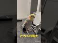 幸せならドヤを届けよう♪♪オカメの風太