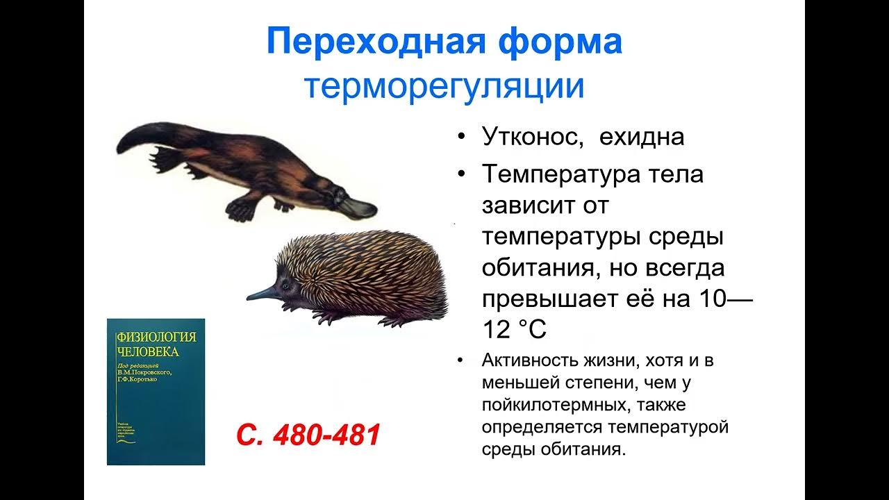 Популяция капибар. У капибары постоянная температура тела. Влияние температуры на организм животных. У капибары постоянная температура тела. Температура тела холоднокровных животных.