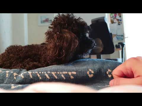 Petting my family's dog  (ASMR)