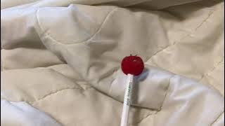 t o m a t o  p u m p k i n .