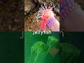 Sea Animal Names | Kids Learn by the Branch: Jellyfish Clownfish Sea Slug Tiger Shark Crab