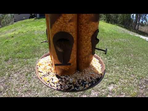 Live Florida Bird Cam