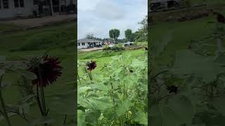 Such a beautiful colors of sunflowers #sunflower #indiana #flowergarden #wonka