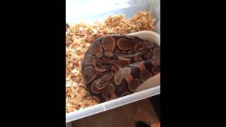 Reptile Collection-Ball Pythons
