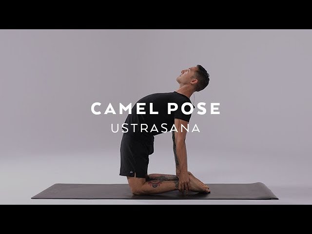 Camel Pose Variation Toes Yoga (Ustrasana Variation Toes)