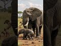 Birth of the Dawn #elephants  #movie