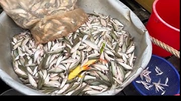 Về Miền Tây Mùa Nước Nổi Nghề Dớn Cá Linh Trên Cánh Đồng Lũ