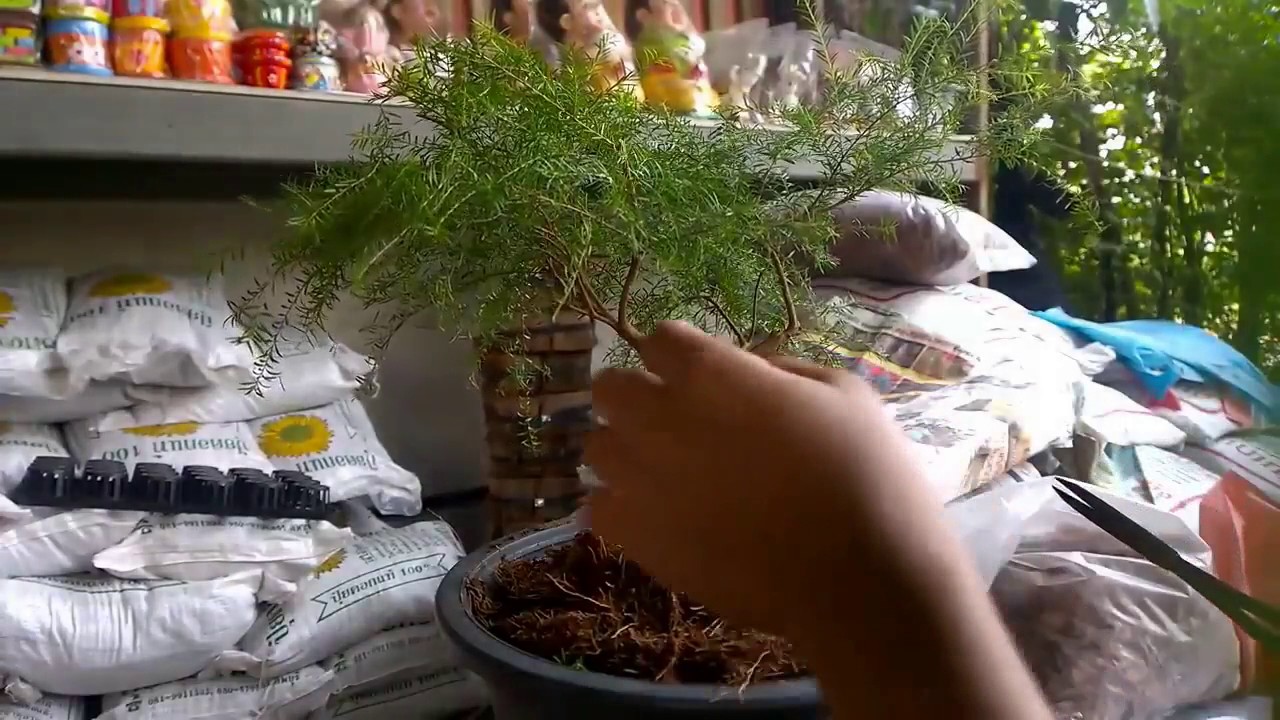 Pruning Bonsai YouTube