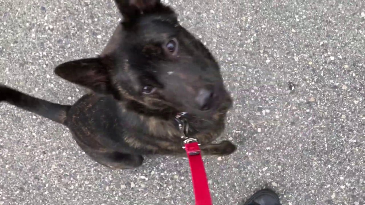 甲斐犬の カイくん と散歩トレーニング Youtube