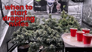 WIE ICH MEINE AUTOFLOWERING-PFLANZEN SPÜLE | TAG 71 IM MEDIC GROW 5x5 + SMART-8 LED | 5 NEUE SORT...