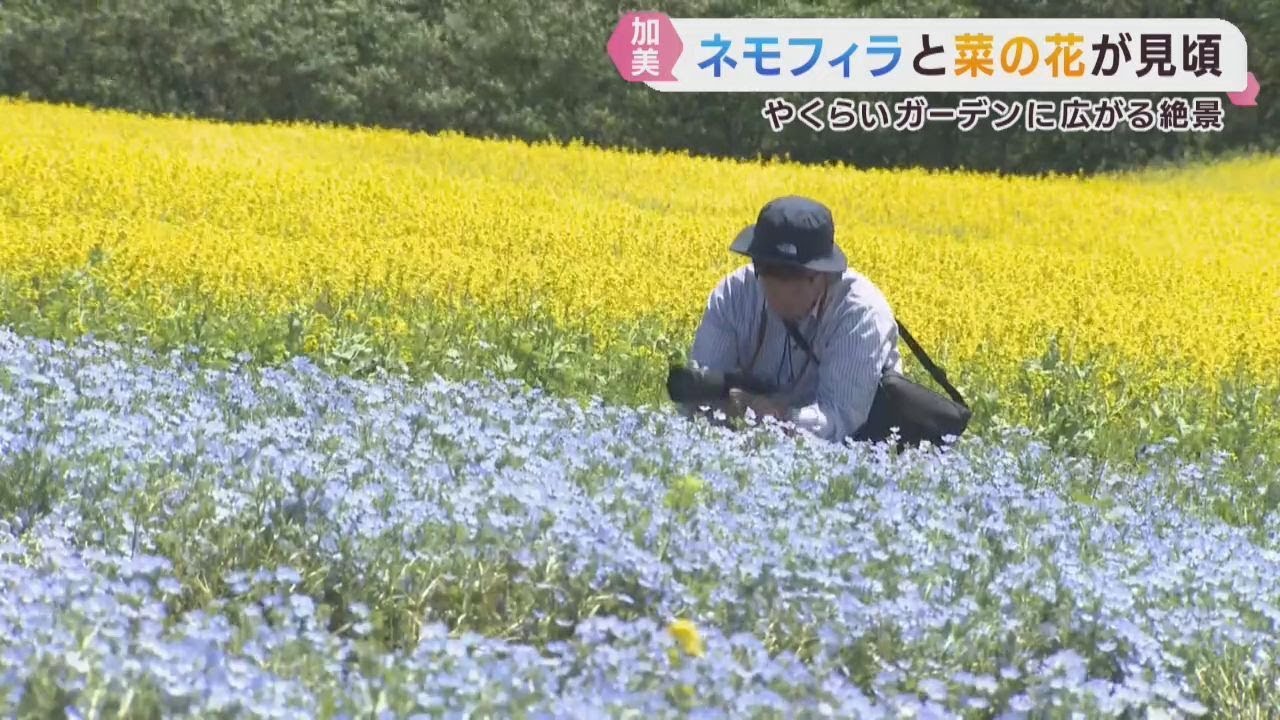 Nemophila and Canola Flowers in Full Bloom at Yakurai Garden