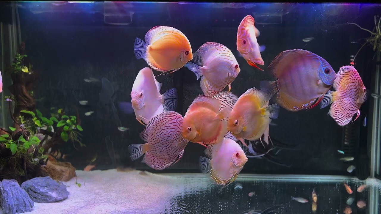 Discus Tank | Albino Discus 
