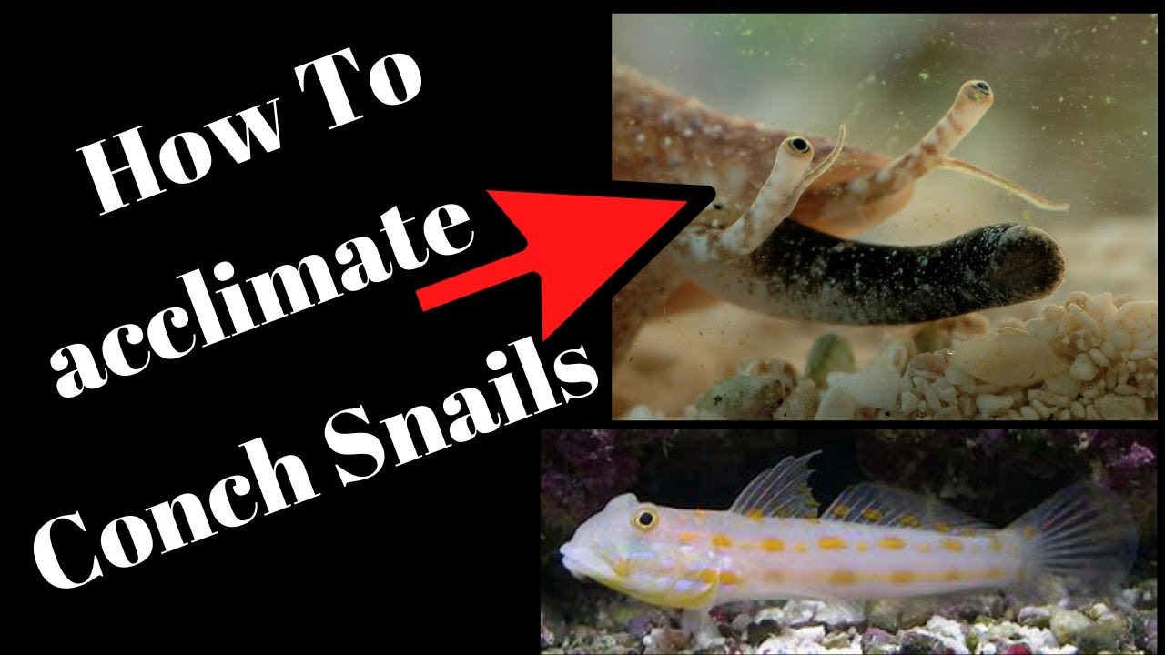 How To acclimate Conch Snails Saltwater Tank YouTube