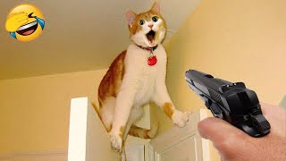 Funniest Animals 😄 New Funny Cats and Dogs Videos 2024 😹🐶 #274 by Pets Viewers 183 views 6 days ago 8 minutes, 18 seconds