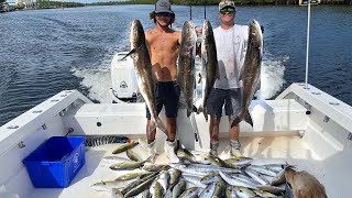 COBIA slay!!!! NONSTOP live bait ACTION! (Commercial fishing)