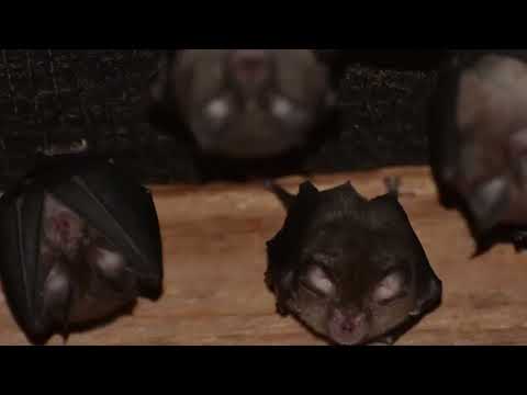 Bats of the Iveragh Peninsula