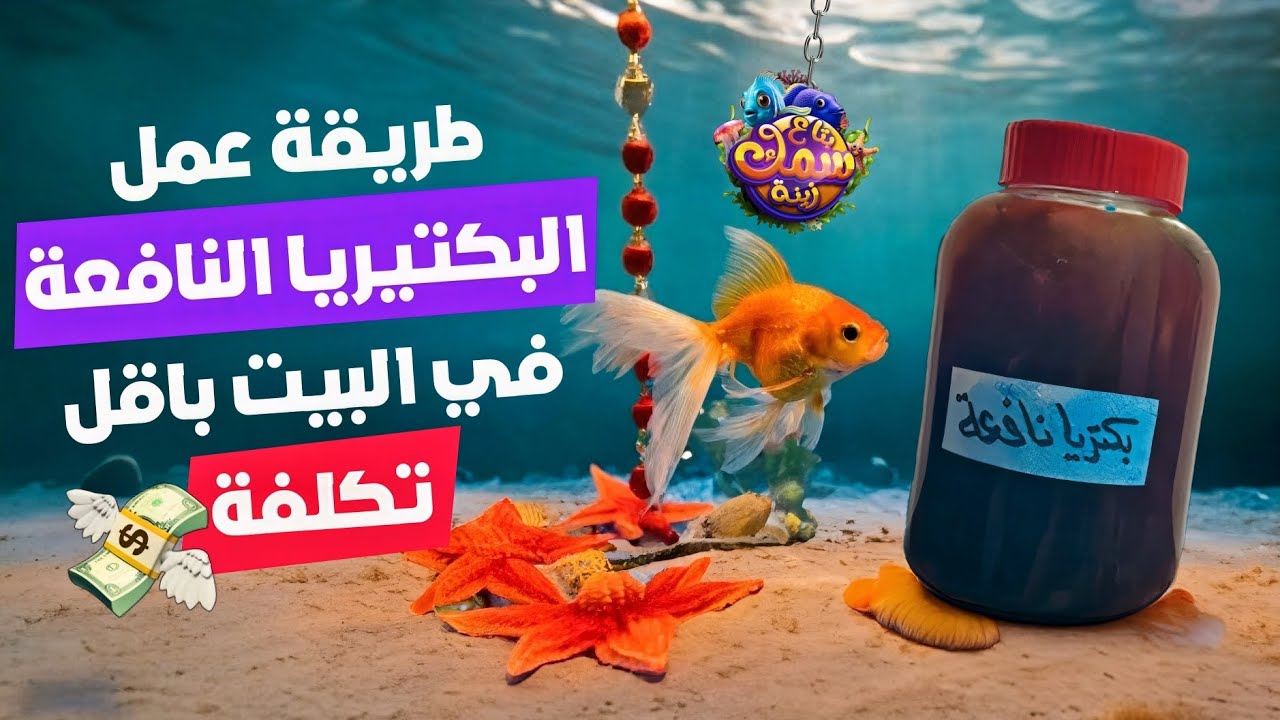 طريقة تحضير البكتيريا النافعة في البيت بأقل تكلفه