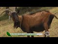 Óptima alimentación para las cabras, la clave de leche con alto valor nutricional - La Finca de Hoy